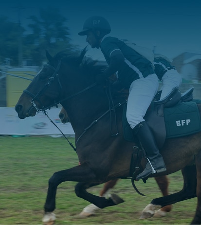 Secteur intervention : assurance des chevaux